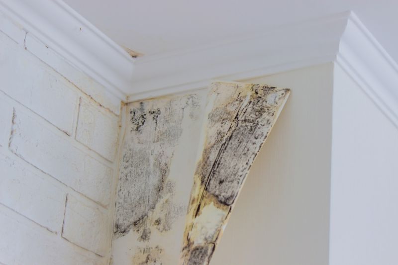 Basement Mold Remediation in Dallas, TX