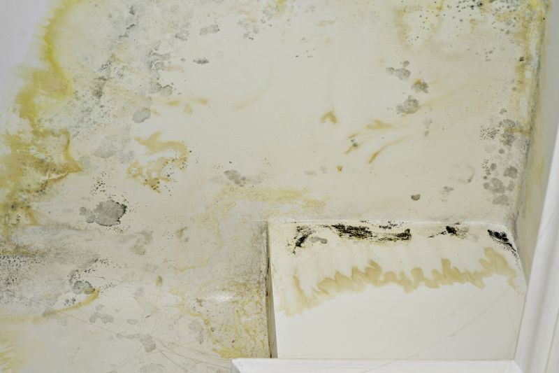 Basement Mold Removal in Broward County, FL