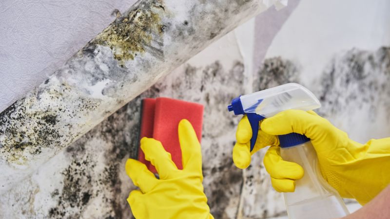 Basement Mold Removal in Frisco, TX