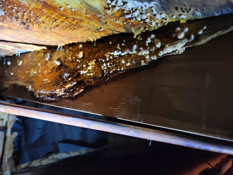 Basement Mold Removals