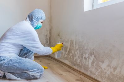 Basement Mold Removals