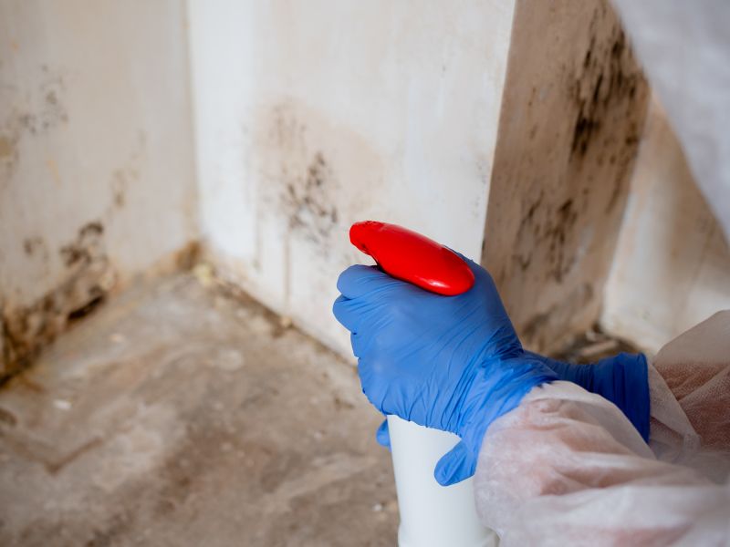 Black Mold Remediation in Dallas, TX