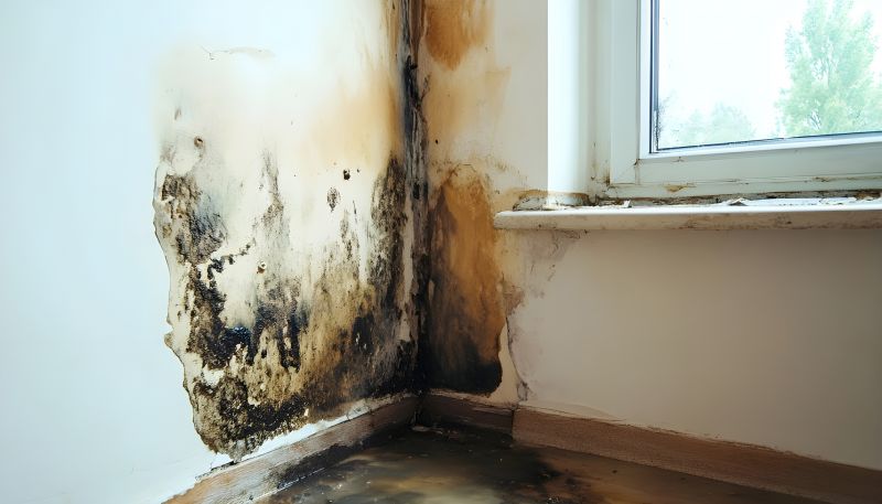 Ceiling Mold Removal in Jupiter, FL
