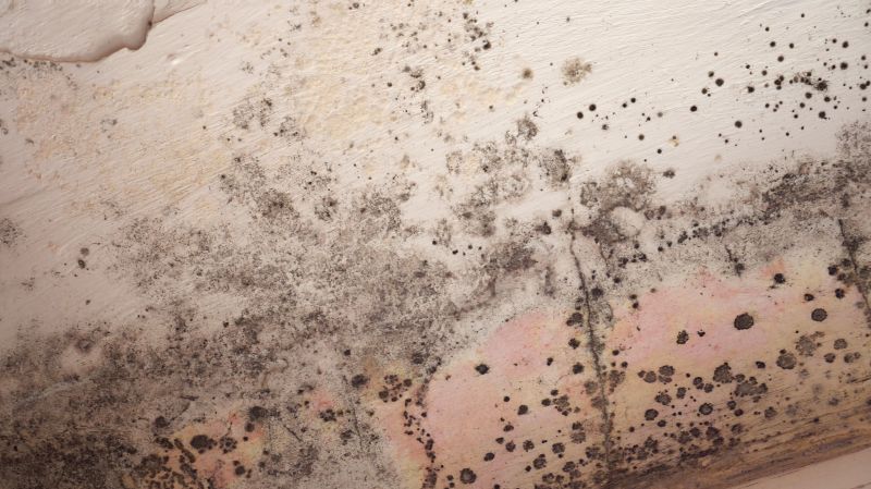 Ceiling Mold Removal in West Palm Beach, FL