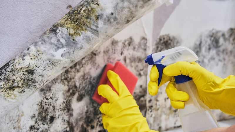 Mold Abatement Service in Dallas, TX