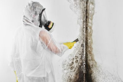 Professional Mold Removal Process